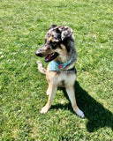 TY'S RUFF DAY RESCUE KIT - DOG PAW CARE BOX #1