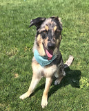 TY'S RUFF DAY RESCUE KIT - DOG PAW CARE BOX #1